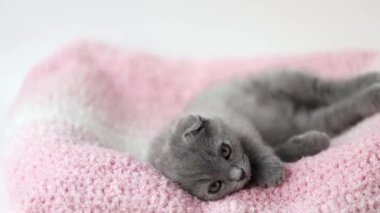 Gri kedi yavrusu İskoç kıvrımı pembe örülmüş kumaşın üzerinde yatıyor.