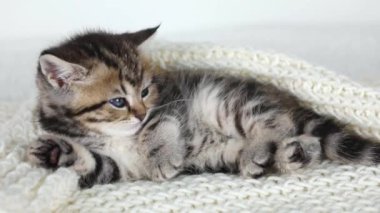 little brown kitten with blue eyes in a white knitted scarf