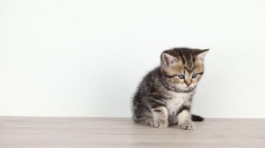 İskoç heteroseksüel küçük kahverengi kedi yavrusu açık arkaplanda oturur.