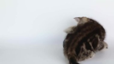 on a light background a small brown kitten plays with a ball of thread