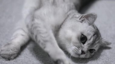 gray scottish cat lies on the floor close up