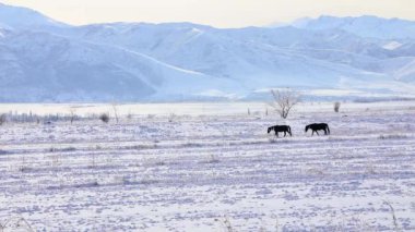 horses on the background of snowy winter mountains