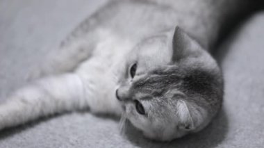 gray scottish cat lies on the floor close up