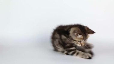 Komik küçük kahverengi kedi yavrusu açık arkaplanda yatıyor.