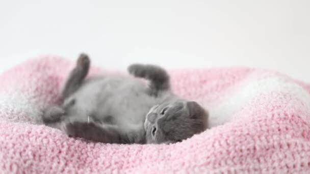 Сірий Кошеня Лягає Рожеву Язану Тканину — стокове відео