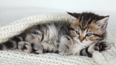 Little brown kitten sleeping on back on white background