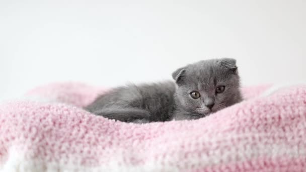 Graues Kätzchen Schottische Falte Liegt Auf Einem Rosa Strickstoff — Stockvideo
