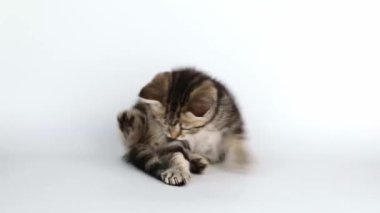 brown striped kitten plays with a tail on a light background
