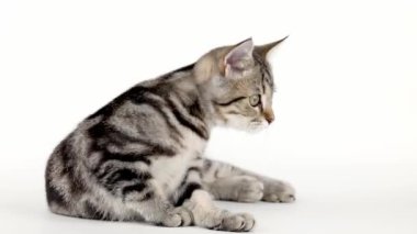 brown striped kitten plays with a tail on a light background