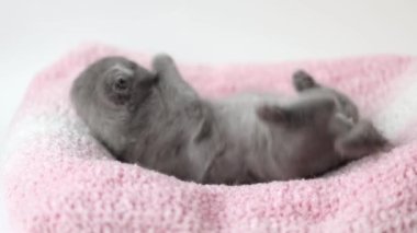 Gri kedi yavrusu İskoç kıvrımı pembe örülmüş kumaşın üzerinde yatıyor.