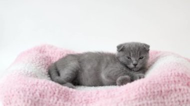 Gri kedi yavrusu İskoç kıvrımı pembe örülmüş kumaşın üzerinde yatıyor.