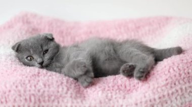 Gri kedi yavrusu İskoç kıvrımı pembe örülmüş kumaşın üzerinde yatıyor.