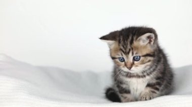 Küçük kahverengi bir kedi yavrusu açık bir arkaplanda oturur ve etrafına bakar.