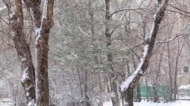 Kış karlı ağaçları kapatır