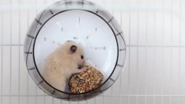 Küçük kahverengi bir hamster iki ayak üstünde durur ve bir ziyafet yer.