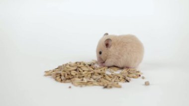 Küçük kahverengi bir hamster açık arkaplanda tahıl yer.