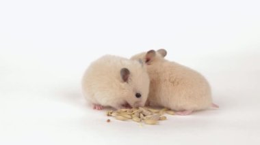 Küçük kahverengi bir hamster açık arkaplanda tahıl yer.