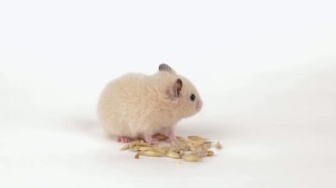 Küçük kahverengi bir hamster açık arkaplanda tahıl yer.