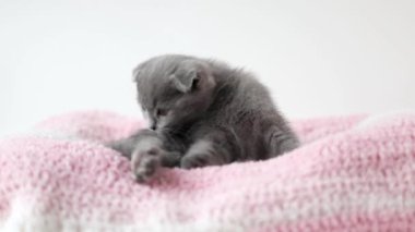 Gri kedi yavrusu İskoç kıvrımı pembe örülmüş kumaşın üzerinde yatıyor.