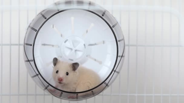 Petit Hamster Brun Court Dans Une Roue — Video
