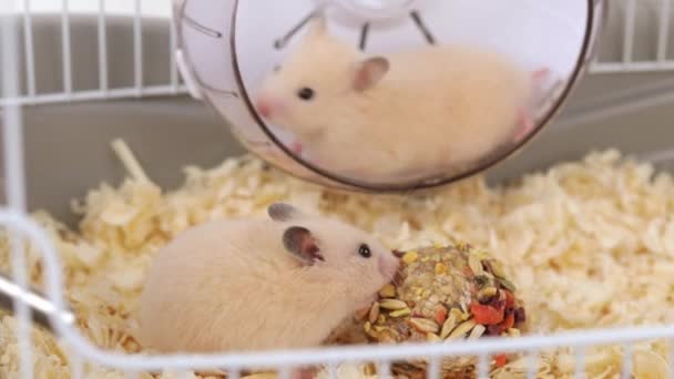 Liten Brun Hamster Står Två Ben Och Tvätta — Stockvideo