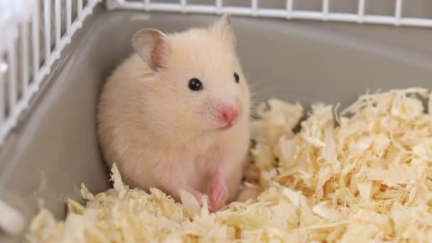 Küçük Kahverengi Hamster Iki Ayak Üstünde Durur Yıkar — Stok video