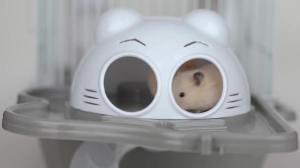 Evde Iki Hamster Oturuyor — Stok video