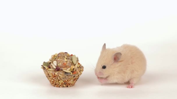 Liten Brun Hamster Äter Korn Ljus Bakgrund — Stockvideo