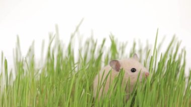 Yeşil çimenlerde oturan sevimli kahverengi hamster.