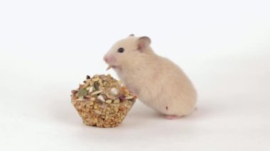 Küçük kahverengi bir hamster açık arkaplanda tahıl yer.