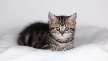 Küçük kahverengi bir kedi yavrusu açık bir arkaplanda oturur ve etrafına bakar.