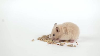 Küçük kahverengi bir hamster açık arkaplanda tahıl yer.