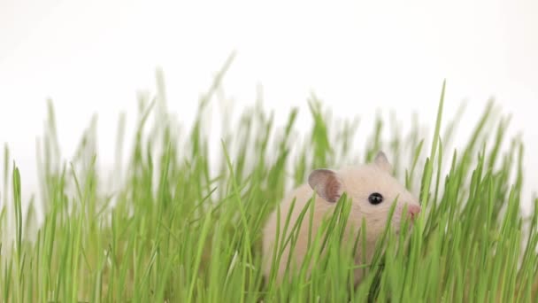 Schattig Bruin Hamster Zitten Groen Gras — Stockvideo