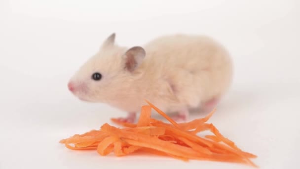 Schattig Bruin Hamster Eet Een Wortel Een Lichte Achtergrond — Stockvideo