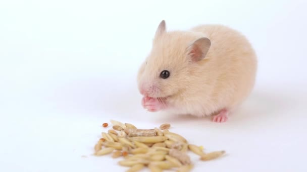 一只棕色的小仓鼠在浅色背景下吃谷物 — 图库视频影像