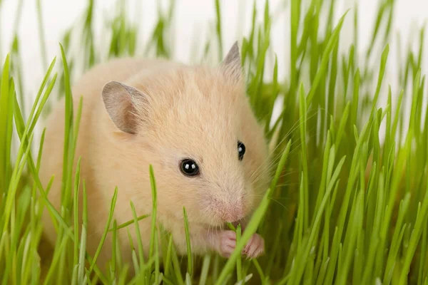 stock image cute brown hamster sitting in green grass