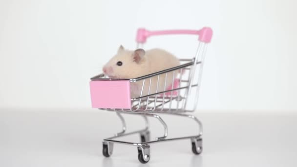 슈퍼마켓 카트에 귀여운 햄스터 — 비디오