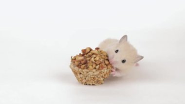 Küçük kahverengi bir hamster açık arkaplanda tahıl yer.