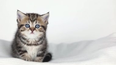 Küçük kahverengi bir kedi yavrusu açık bir arkaplanda oturur ve etrafına bakar.