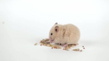 Küçük kahverengi bir hamster açık arkaplanda tahıl yer.