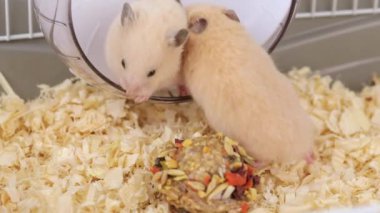 Küçük kahverengi hamster iki ayak üstünde durur ve yıkar.