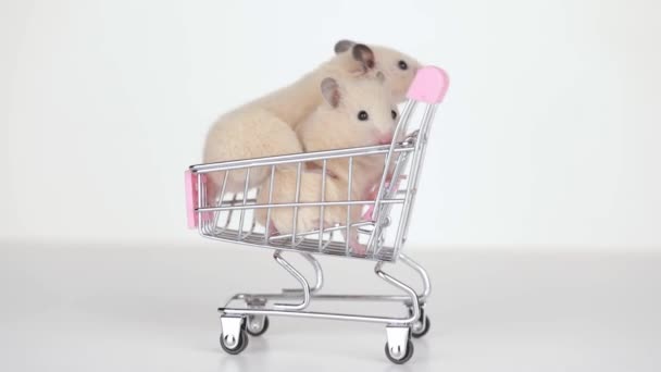 Süpermarket Arabasındaki Sevimli Kahverengi Hamster — Stok video