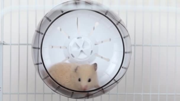 Hamster Kecil Coklat Berjalan Roda — Stok Video