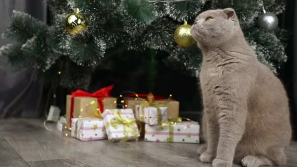 Scottish Fold Gray Cat Sitting Christmas Tree — Stock Video