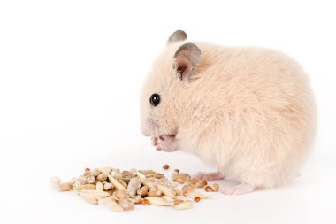 Kahverengi hamster hafif arka planda yemek yer.
