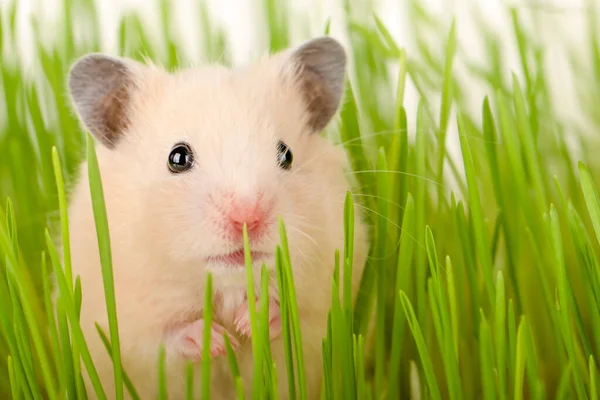 Cute Brown Hamster Sitting Grass Looking Straight Ahead — Stock Photo, Image