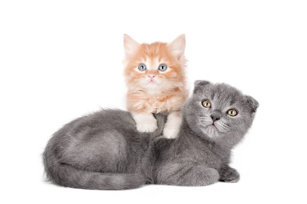 Zwei Kätzchen Orange Und Grau Isoliert — Stockfoto