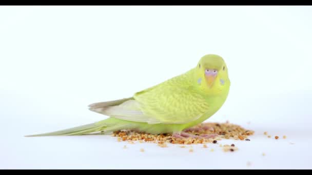 Schattig Groen Papegaai Eet Voedsel Een Lichte Achtergrond — Stockvideo
