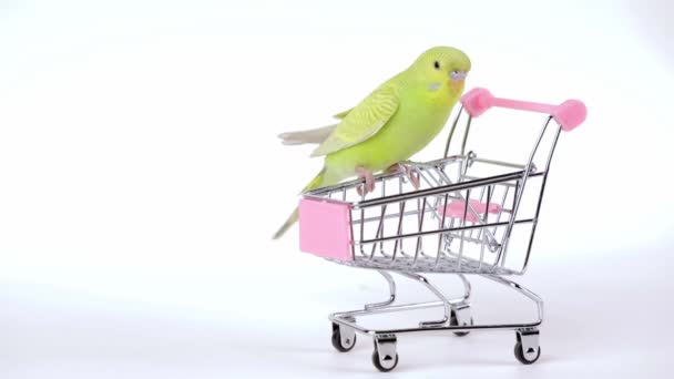 Милый Зеленый Попугай Сидит Тележке Супермаркета — стоковое видео