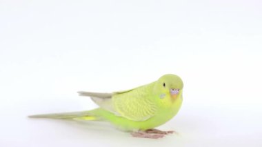 Şirin yeşil papağan açık arkaplanda oturuyor.